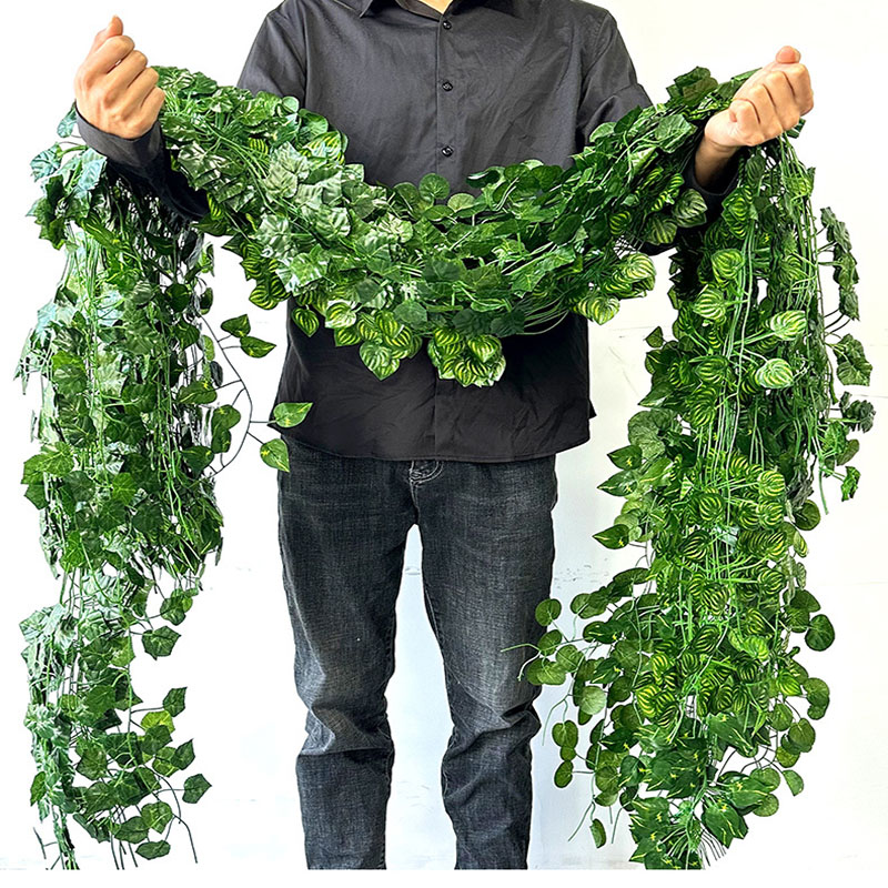 2.1 متر أوراق اللبلاب الأخضر م - مراجعة String Of Pearls Plant وسعره