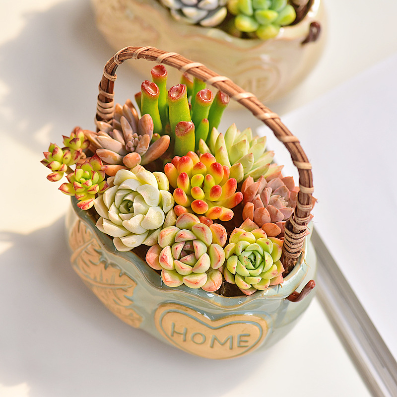 وعاء سيراميك بتصميم نورديك للن - مراجعة Snake Plant Ceramic وسعره