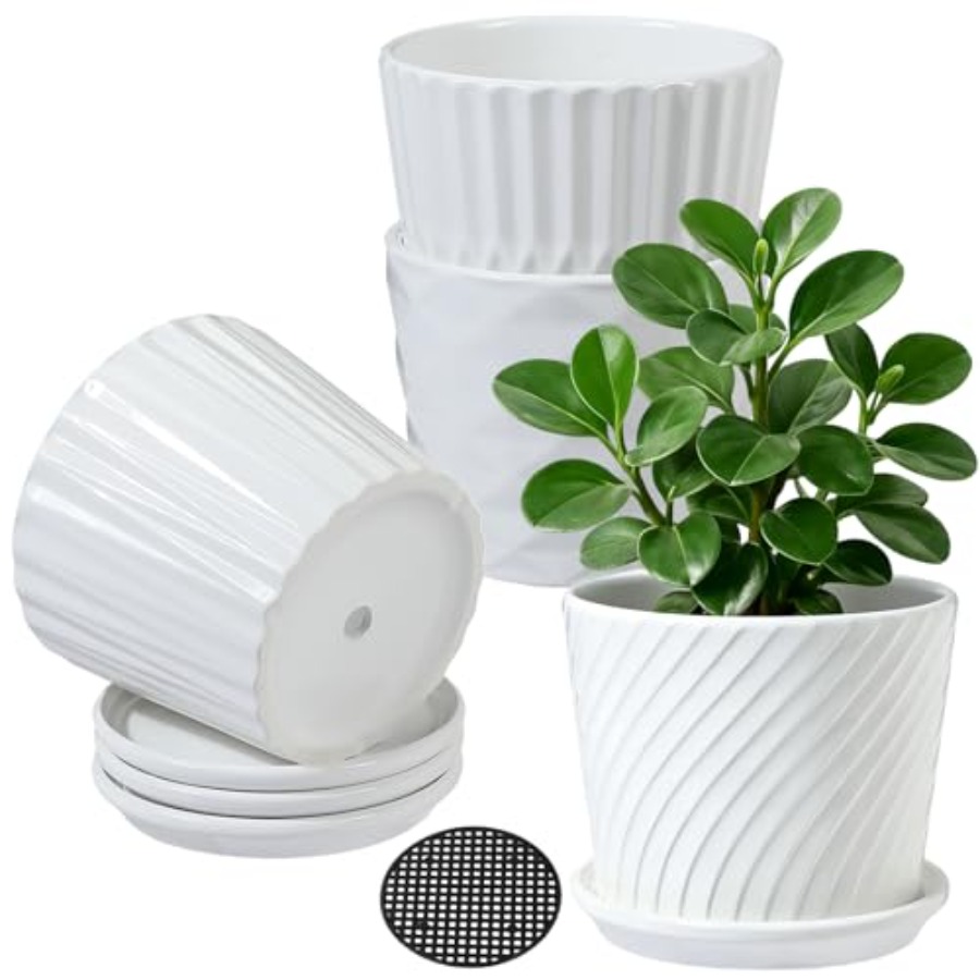 أواني نباتات - أصص سيراميك أسط - مراجعة Snake Plant Ceramic وسعره