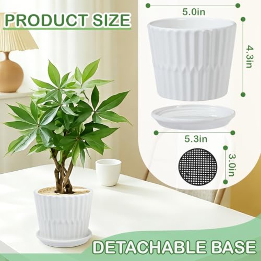 أواني نباتات - أصص سيراميك أسط - مراجعة Snake Plant Ceramic وسعره